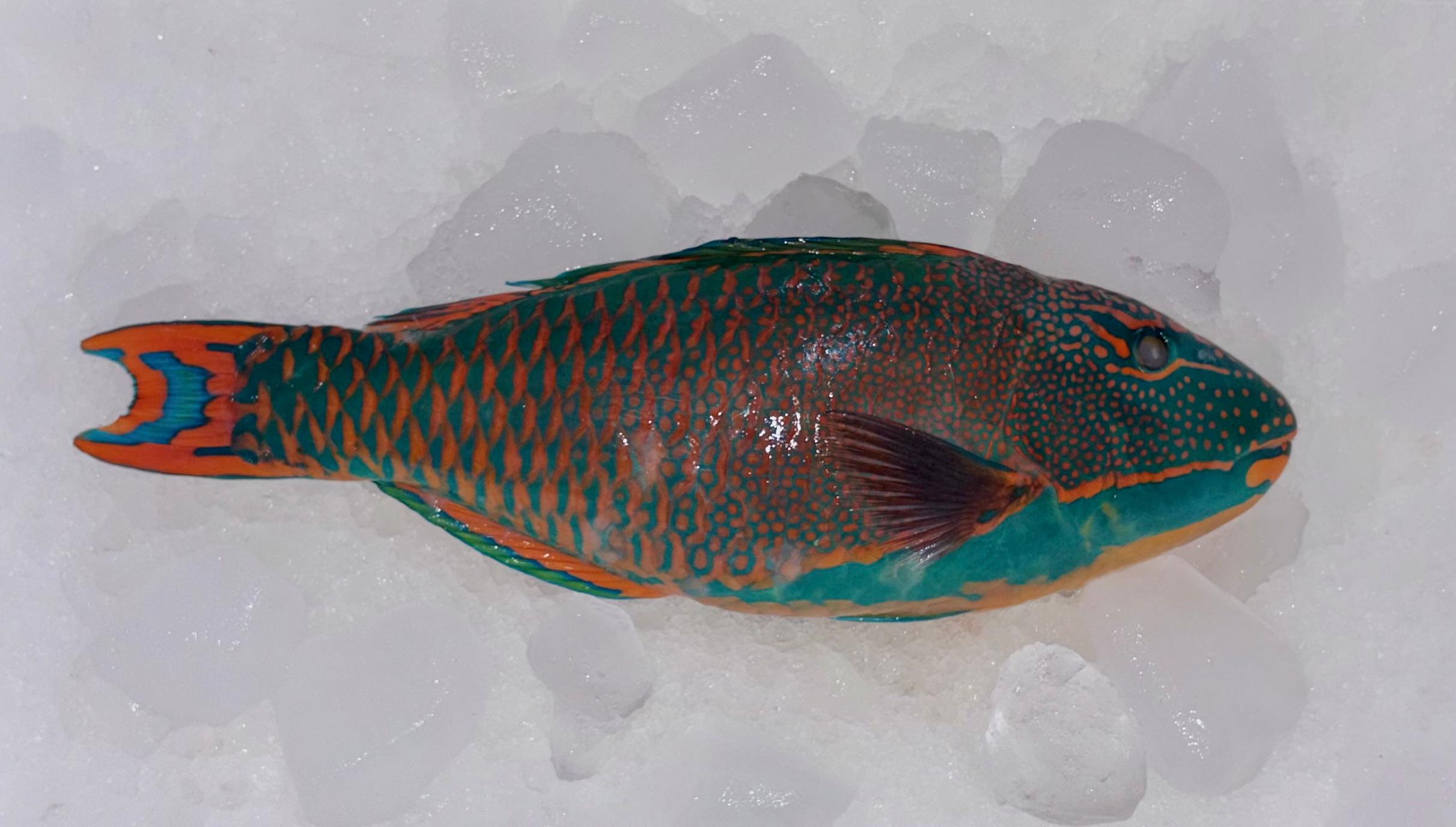 Kakatua